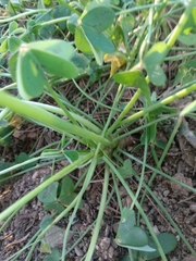 Oxalis pes-caprae