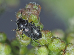 Brachypterus urticae