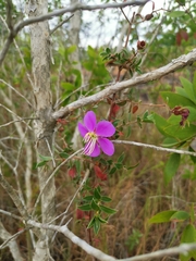 Melastoma malabathricum