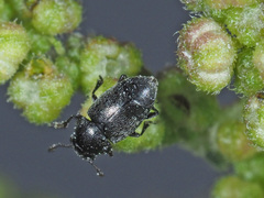 Brachypterus urticae