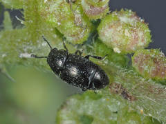 Brachypterus urticae