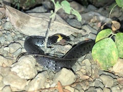 Pareas margaritophorus