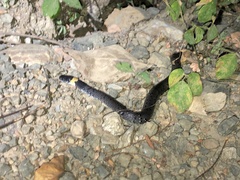 Pareas margaritophorus