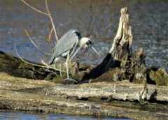 Ardea cinerea