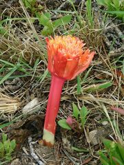 Haemanthus sanguineus