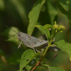 Anacridium flavescens