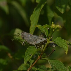 Anacridium flavescens