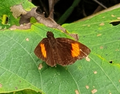 Koruthaialos rubecula