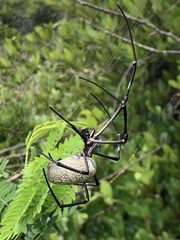 Nephila vitiana