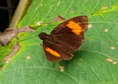 Koruthaialos rubecula