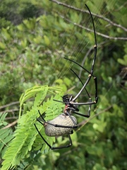 Nephila vitiana
