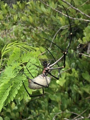 Nephila vitiana
