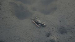 Macrophthalmus banzai