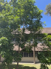 Syzygium cumini