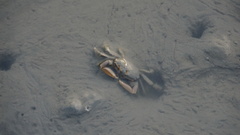 Macrophthalmus banzai