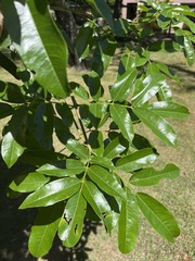 Syzygium cumini
