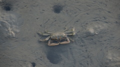 Macrophthalmus banzai