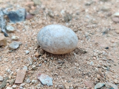 Caprimulgidae