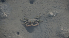 Macrophthalmus banzai