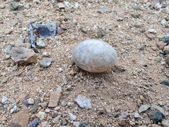 Caprimulgidae