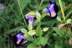 Torenia fournieri