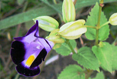 Torenia fournieri