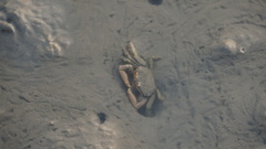 Macrophthalmus banzai