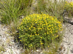 Argyrolobium pachyphyllum