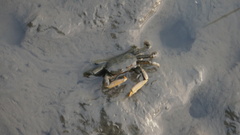 Macrophthalmus banzai