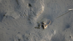 Macrophthalmus banzai