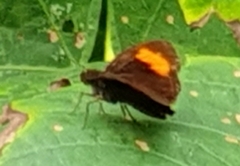 Koruthaialos rubecula