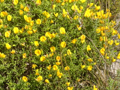 Argyrolobium pachyphyllum