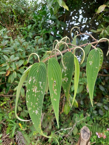 Piper lanceifolium, photograph 4