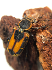 Clinterocera nigra