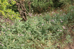 Coronilla