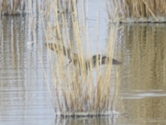 Gallinago