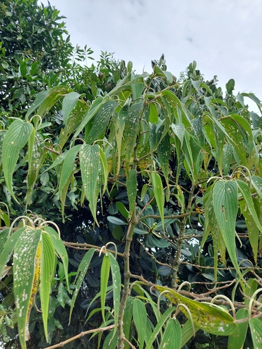 Piper lanceifolium, photograph 5