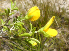 Argyrolobium pachyphyllum
