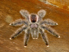 Avicularia juruensis