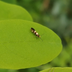Micropterix