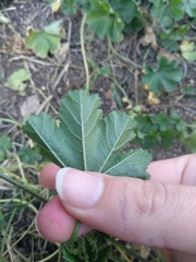 Malva sylvestris