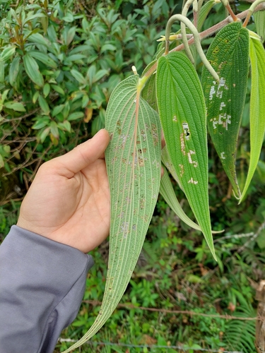 Piper lanceifolium, photograph 6