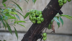 Ficus fistulosa
