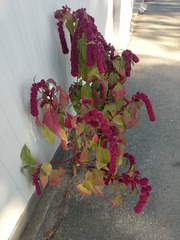 Amaranthus caudatus