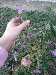 Malva sylvestris