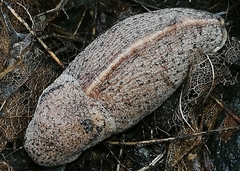 Tandonia rustica