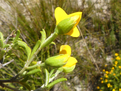 Argyrolobium pachyphyllum