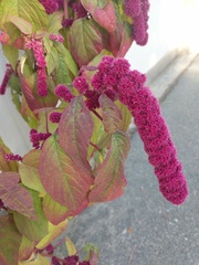 Amaranthus caudatus