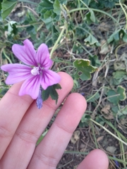Malva sylvestris