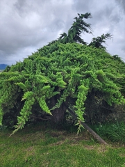 Cupressus lusitanica
